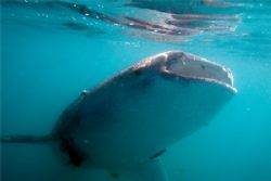 Whaleshark in the Bahia de La Paz, Sea of Cortez. Lots of... by Kurt Schurenberg 
